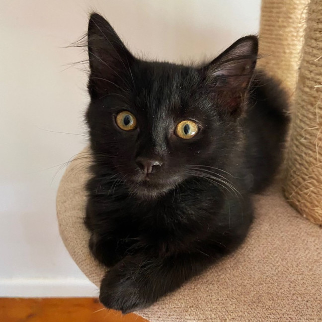 Photo of Capote ^^Dandy Cat Rescue^^