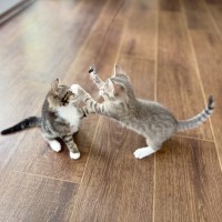 Photo of Black Pearl