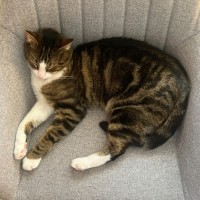 Photo of Billy **2nd Chance Cat Rescue**