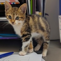 Photo of Tater Tot
