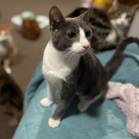 Photo of Harley Quinn **2nd Chance Cat Rescue**