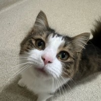 Photo of Oscar