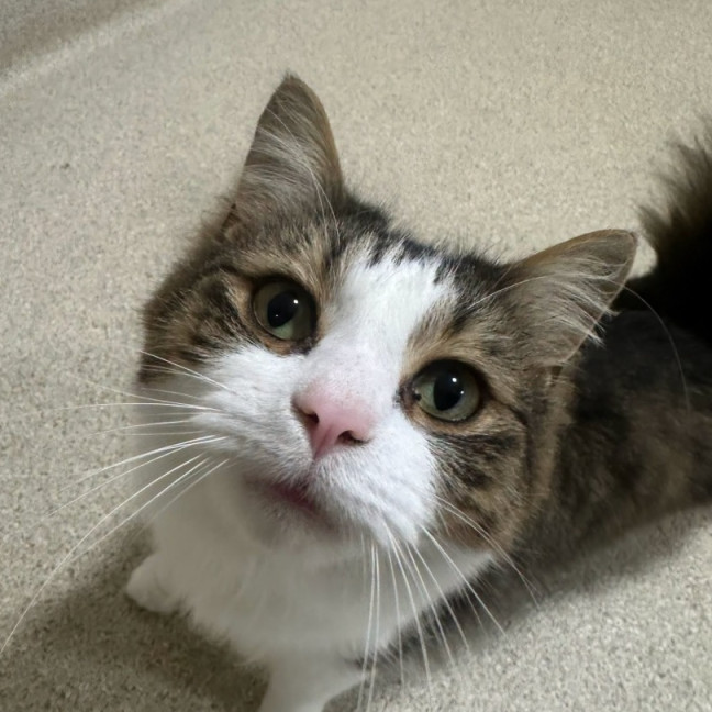 Photo of Oscar
