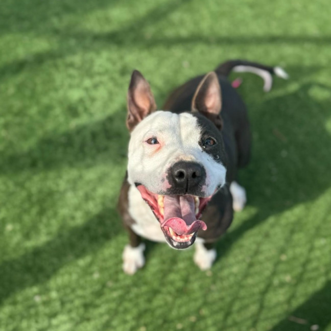 Photo of Bonnie Imp 2231