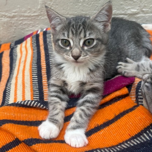 Pancetta - Domestic Short Hair (DSH) Cat