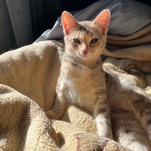 Nora - Domestic Short Hair (DSH) Cat