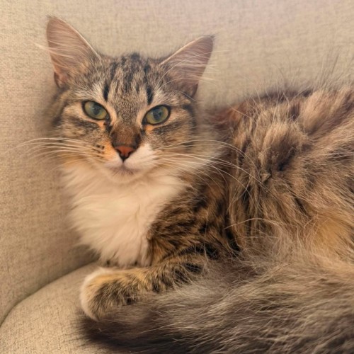 Toast - Domestic Medium Hair (DMH) Cat