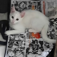 Photo of Norman
