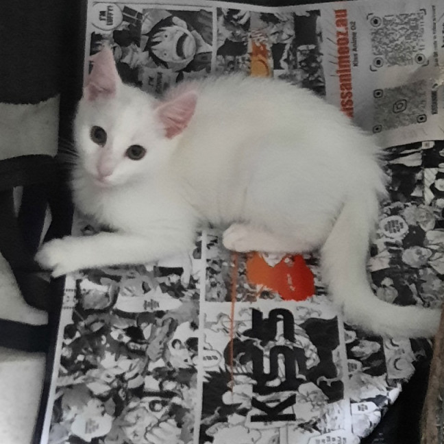 Photo of Norman