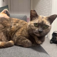 Photo of Nutmeg
