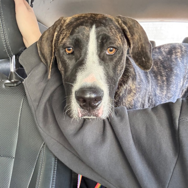 Photo of Clover