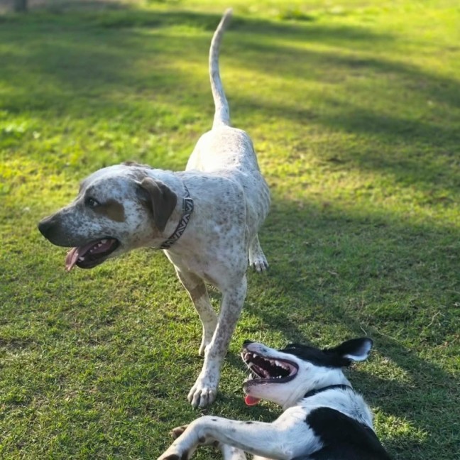 Photo of Rusty
