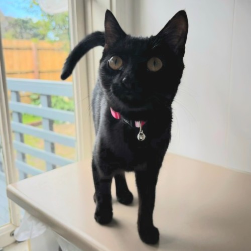 Crusty (Located in Werribee) - Domestic Short Hair (DSH) Cat