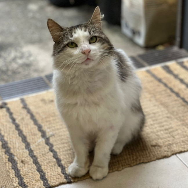 Photo of Mr Cat (A.K.A.Mr Mystery Cat)