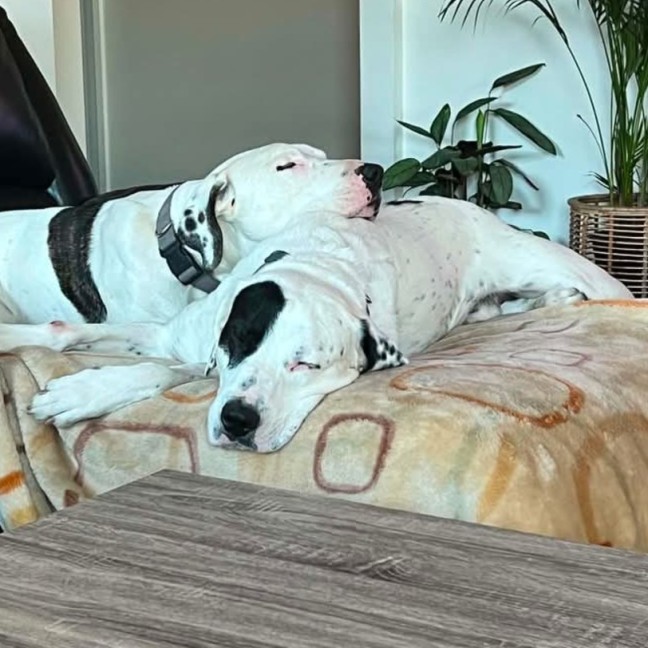 Photo of Max & Axle