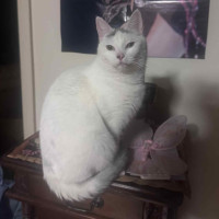 Photo of Nora   In Foster Care In Fawkner