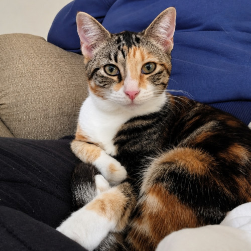 Bonnie - Domestic Short Hair (DSH) Cat