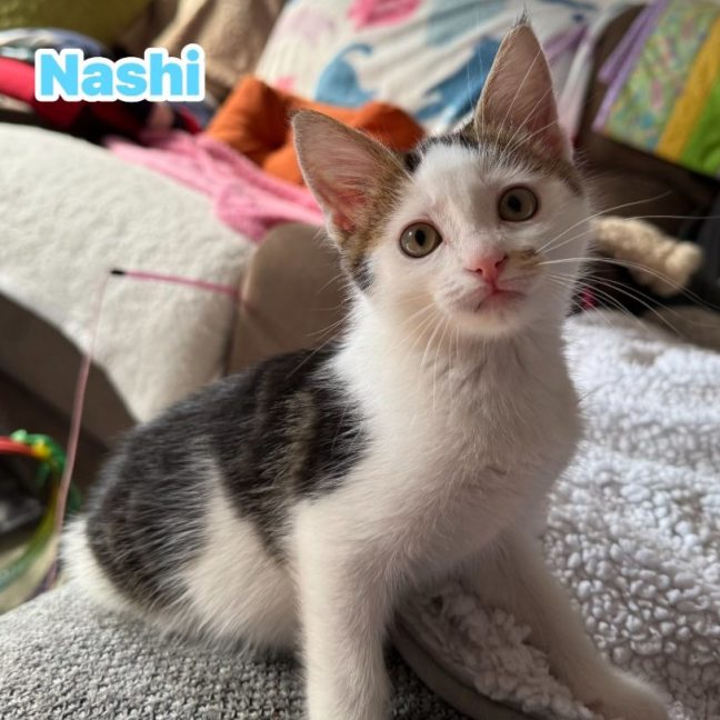 Photo of Nashi **2nd Chance Cat Rescue**