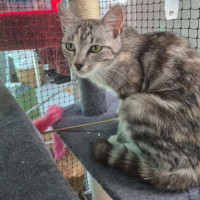 Photo of Lilly Pilly ** 2nd Chance Cat Rescue **