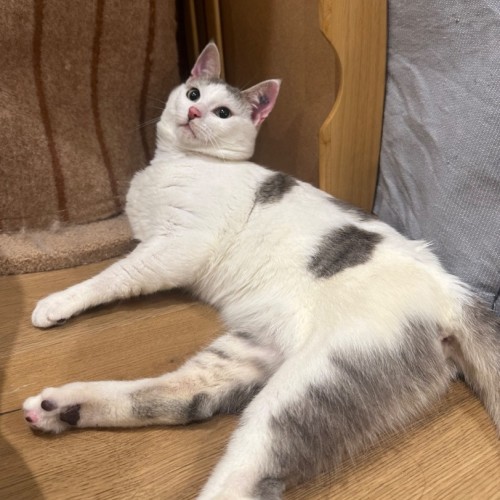 Bobby - Domestic Short Hair (DSH) Cat