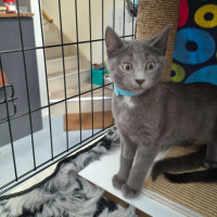 Photo of Vincenzo **2nd Chance Cat Rescue**