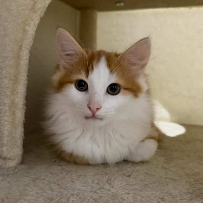 Photo of Ricky Meowtin
