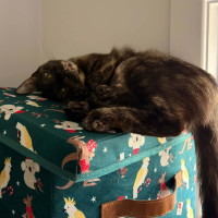 Photo of Biscuit