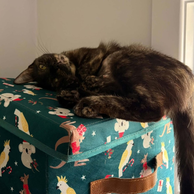 Photo of Biscuit