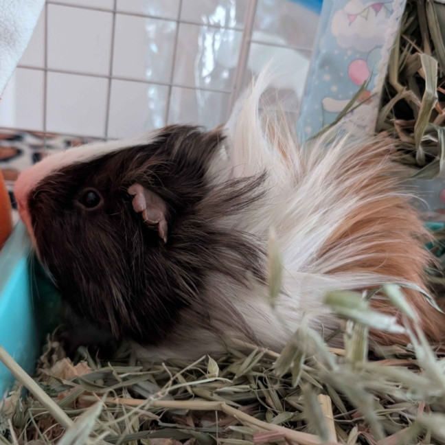 Photo of Sherlock