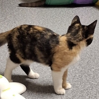 Photo of Callie