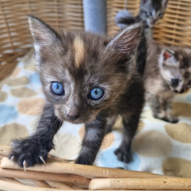 Photo of Tassie Devil 