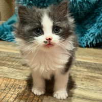 Photo of Dill Pickle