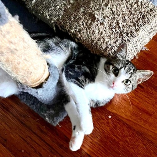 Francine - Domestic Short Hair (DSH) Cat