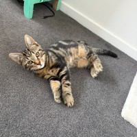 Photo of Bean