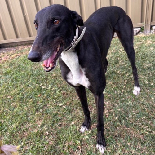 Macca - Greyhound Dog