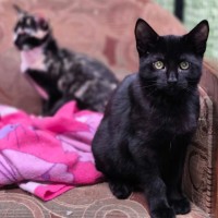 Photo of Viscount Raoul ** 2nd Chance Cat Rescue **