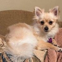 Photo of Juno