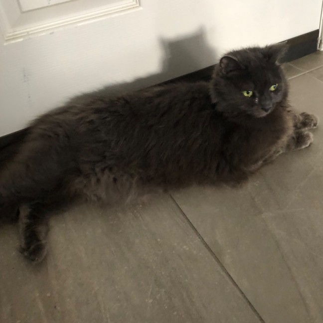 Photo of Gracie *9 Lives Project Rescue*