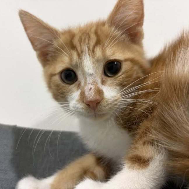 Photo of Weasley
