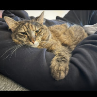 Photo of Poppy