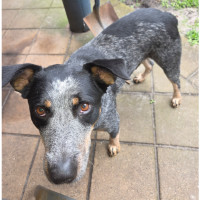 Photo of Digger