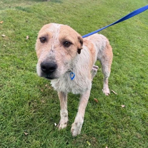 Rory - Irish Wolfhound Dog