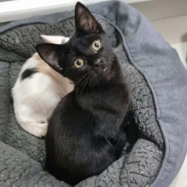 Photo of Midnight