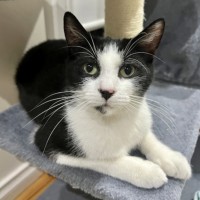 Photo of Oreo