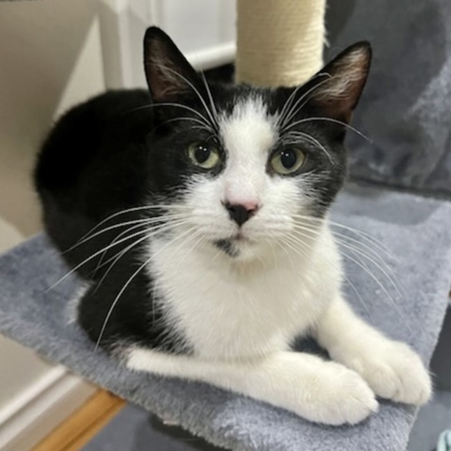 Photo of Oreo