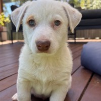 Photo of Vinaigrette