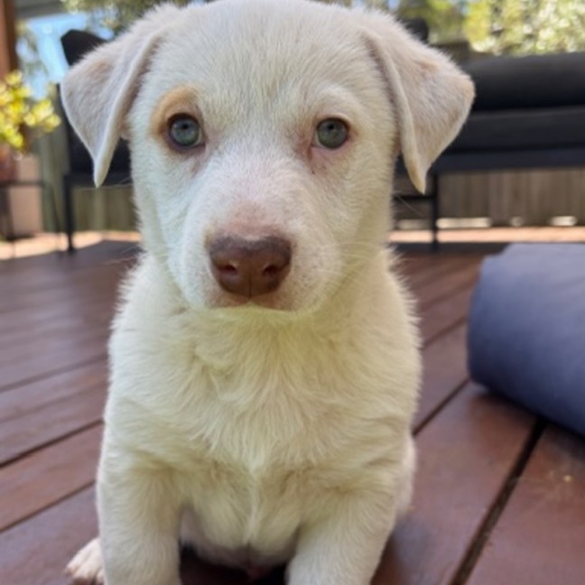 Photo of Vinaigrette