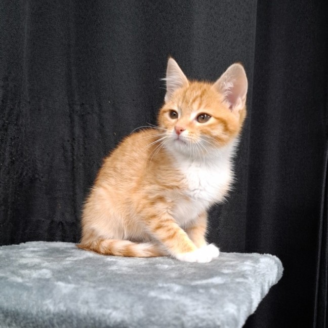 Photo of Nugget