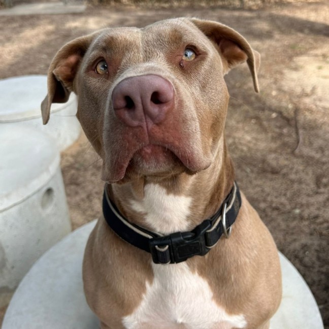 Photo of Luna