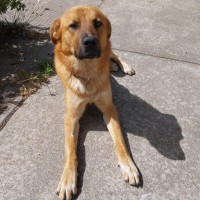 Photo of Cadell